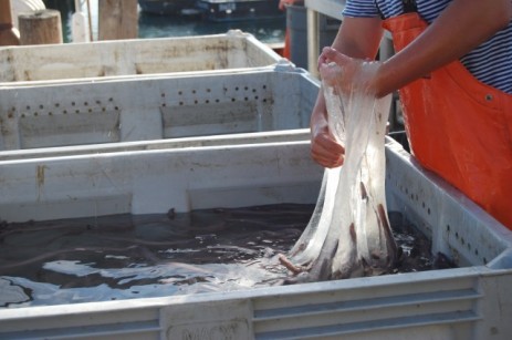 Récupération de la sécrétion des Mixines après réaction avec l'eau de mer